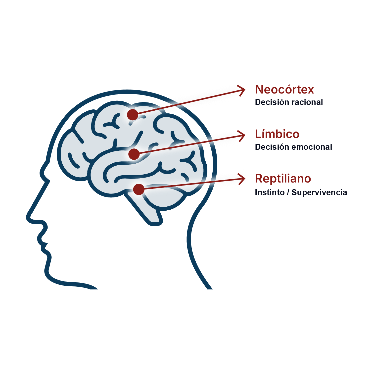 Diagrama del cerebro: Neocórtex (decisión racional), Límbico (decisión emocional) y Reptiliano (instinto y supervivencia)